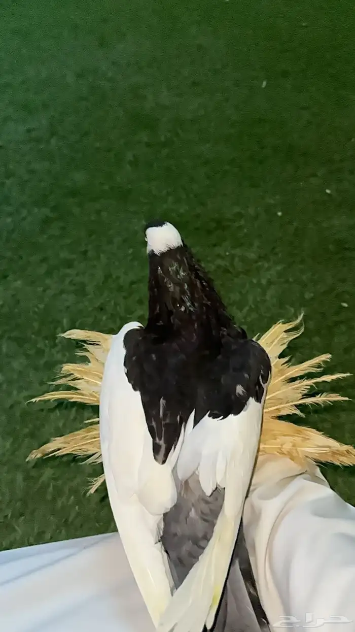 حمام زينه منتج نفاخ 8