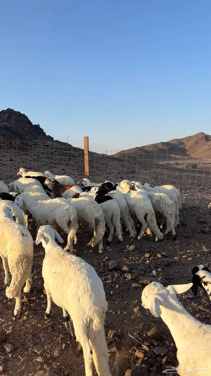 طليان سواكن شبيه الحري دمازين مرابى جادعان 21