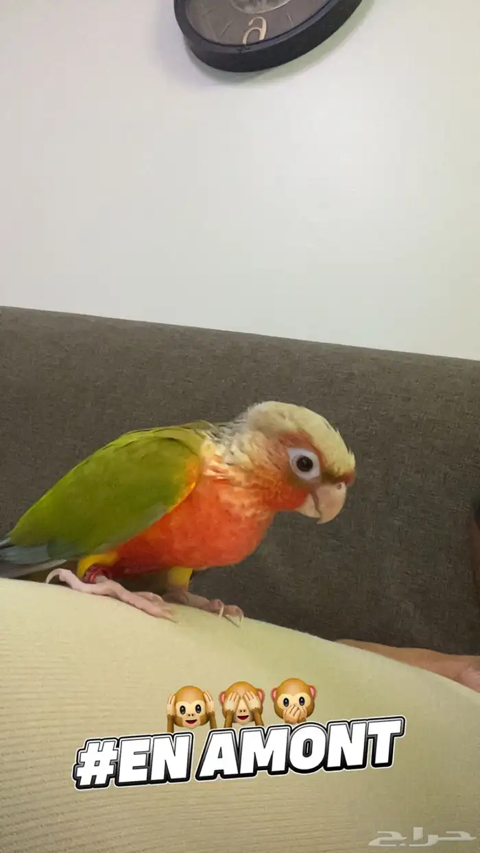 طير كنيور اليف 0