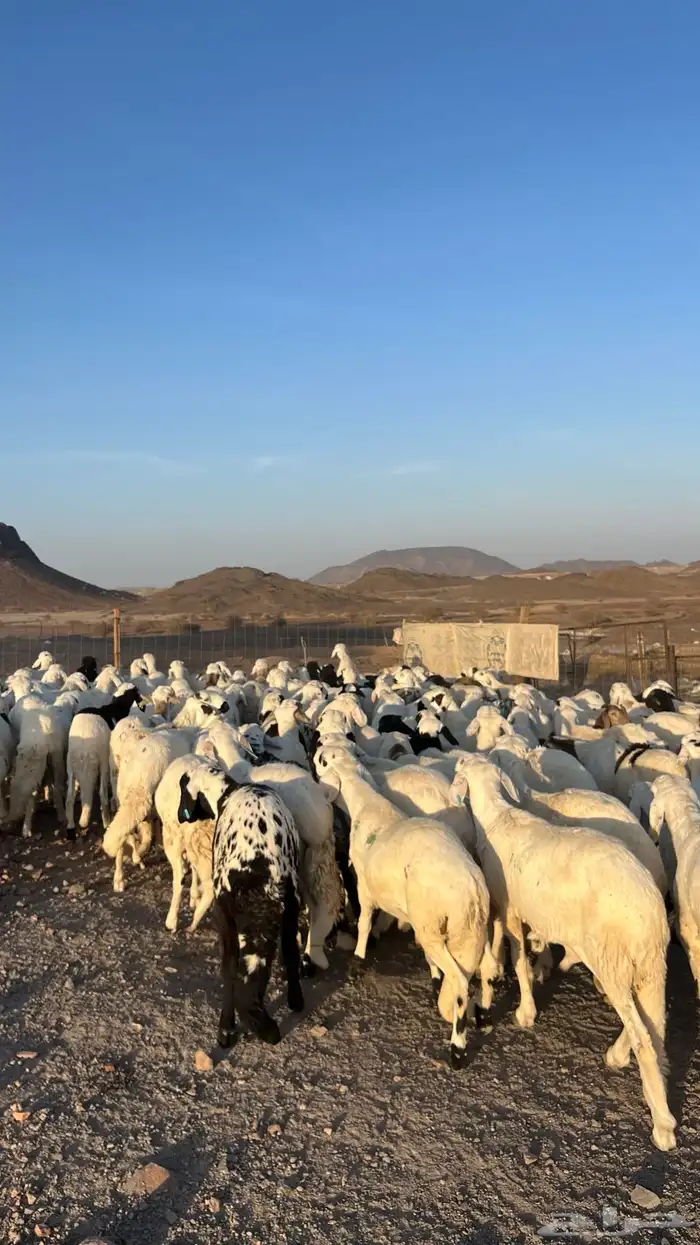 طليان سواكن شبيه الحري دمازين مرابى جادعان 28
