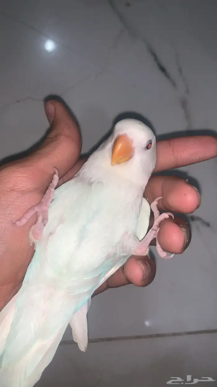 روز البينو اليف هدد 0