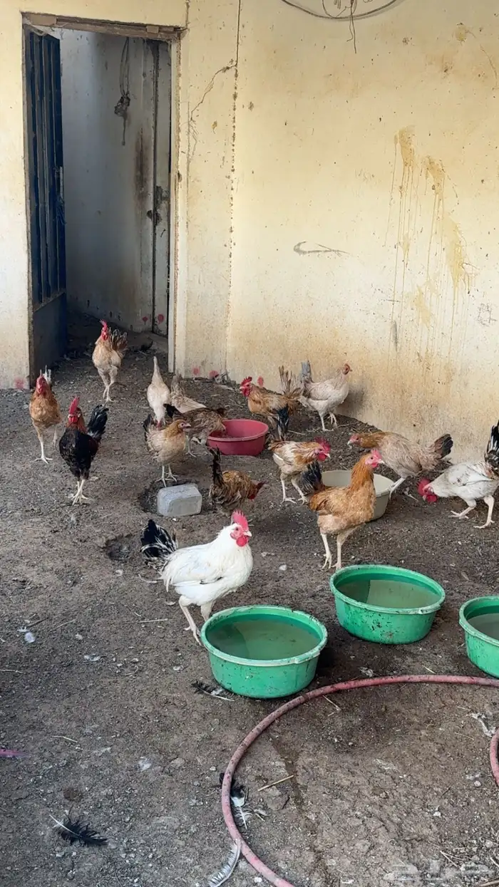 داجاج وديوك بلدي 0