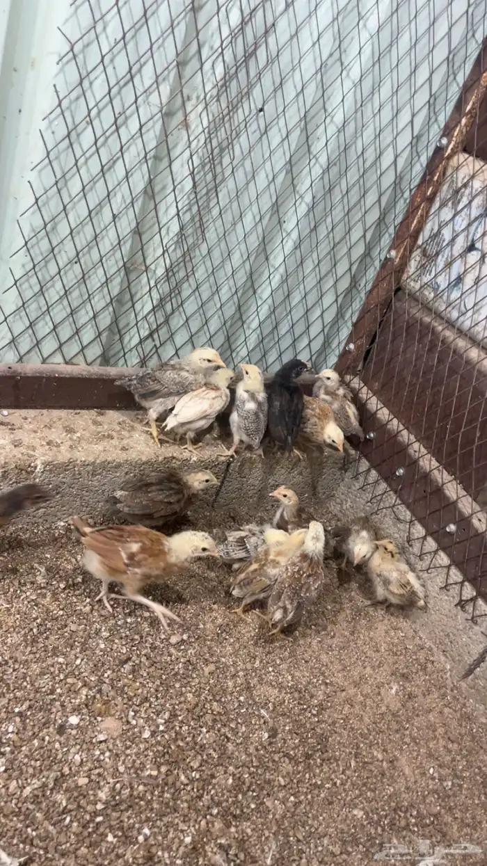 صوص دجاج بلدي 0