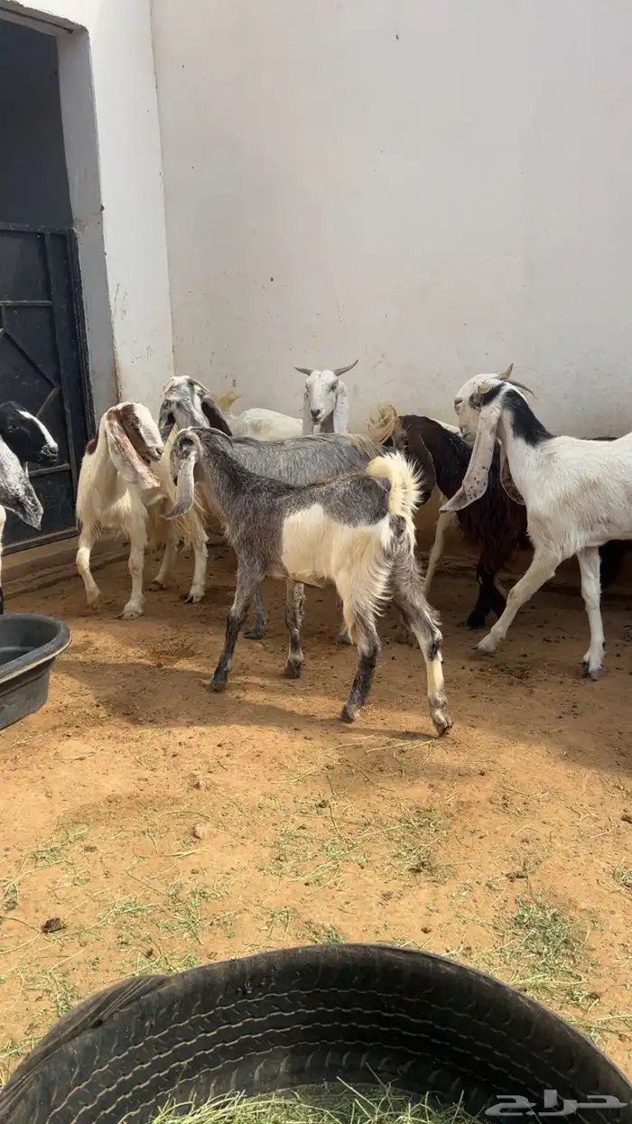 معزا مع فحلها مشاريك فواخر 5