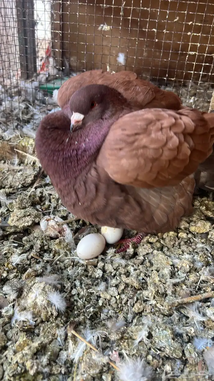 شبك 3x3 للبيع 2