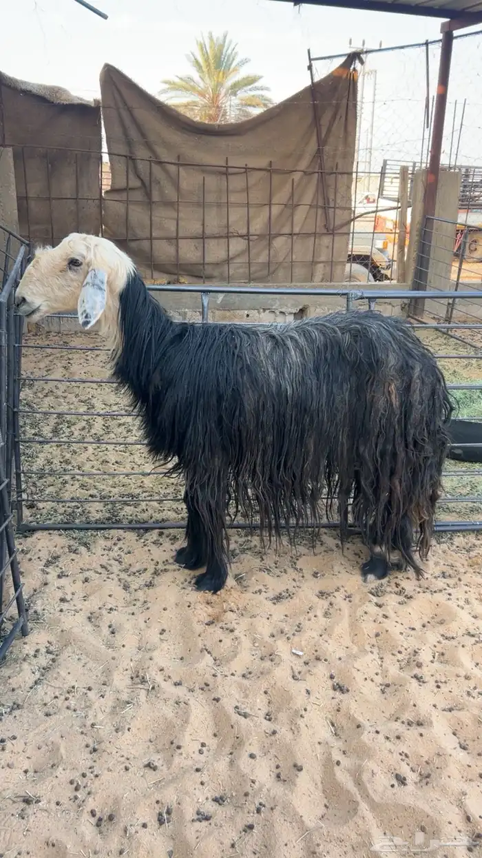 نجديه حايل طيبه ذبح ولا مقنوي 0