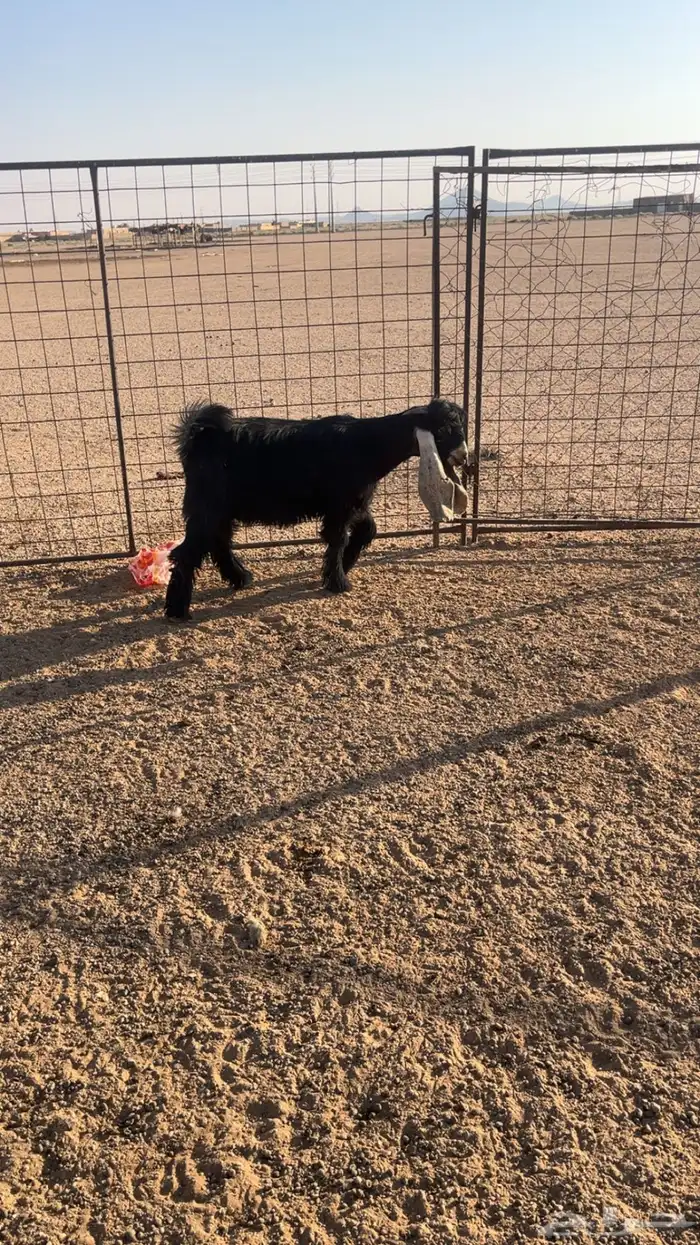 تيس عارضي صنف 5