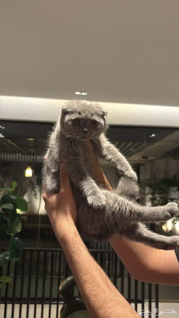 قطه 4 اشهر سكوتش فولد 500 0