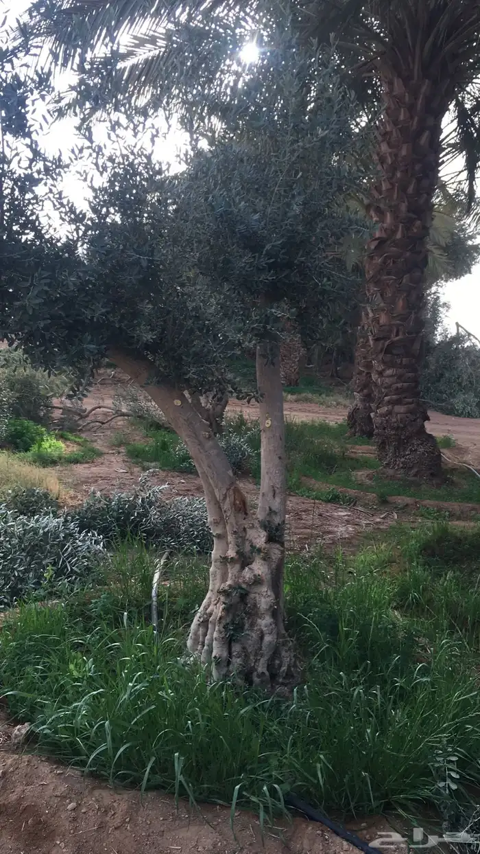 اشجار زيتون شجر زيتون معمر 10