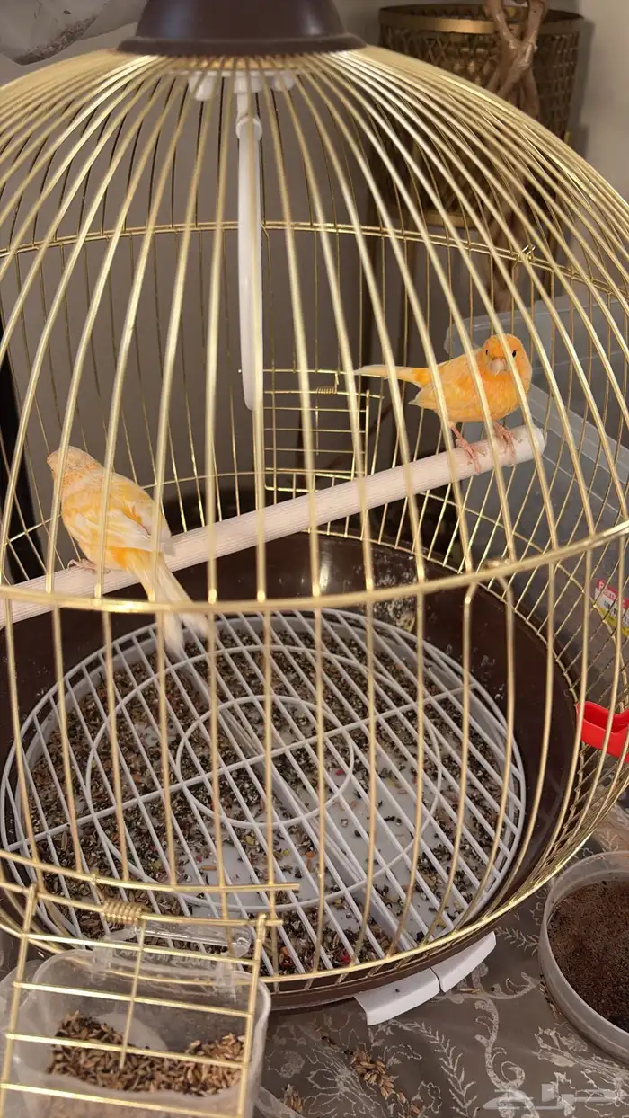 جوزين كناري 3