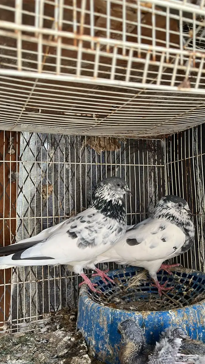 حمام باكستاني 2