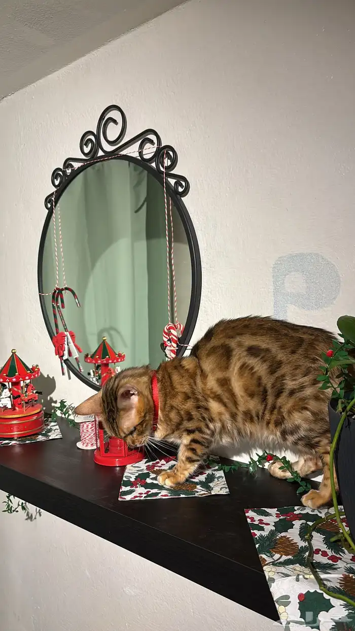 قطه بنغالي 1