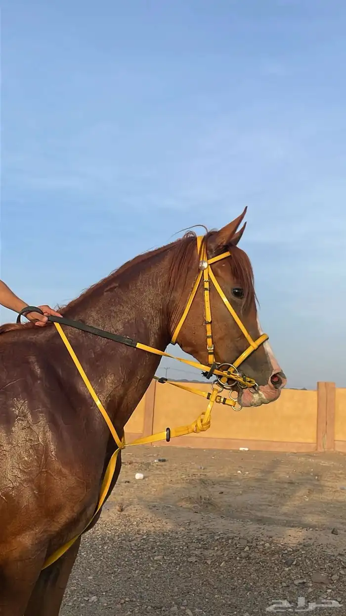 فرس شعبية شيخة 5