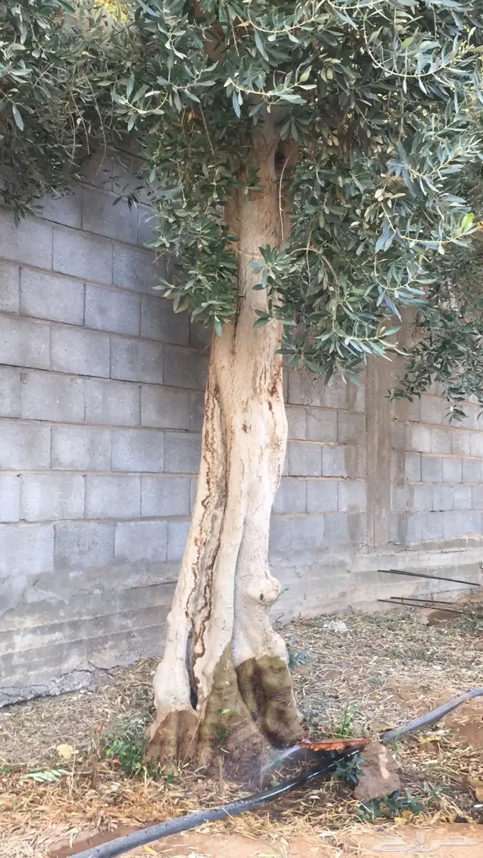 اشجار زيتون شجر زيتون معمر 17