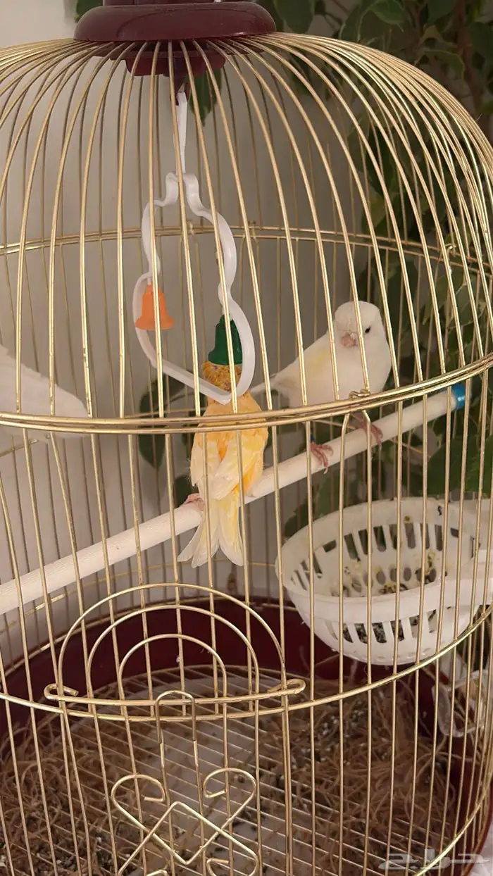 جوزين كناري 0