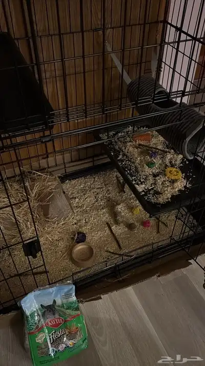 شانشيلا للبيع index