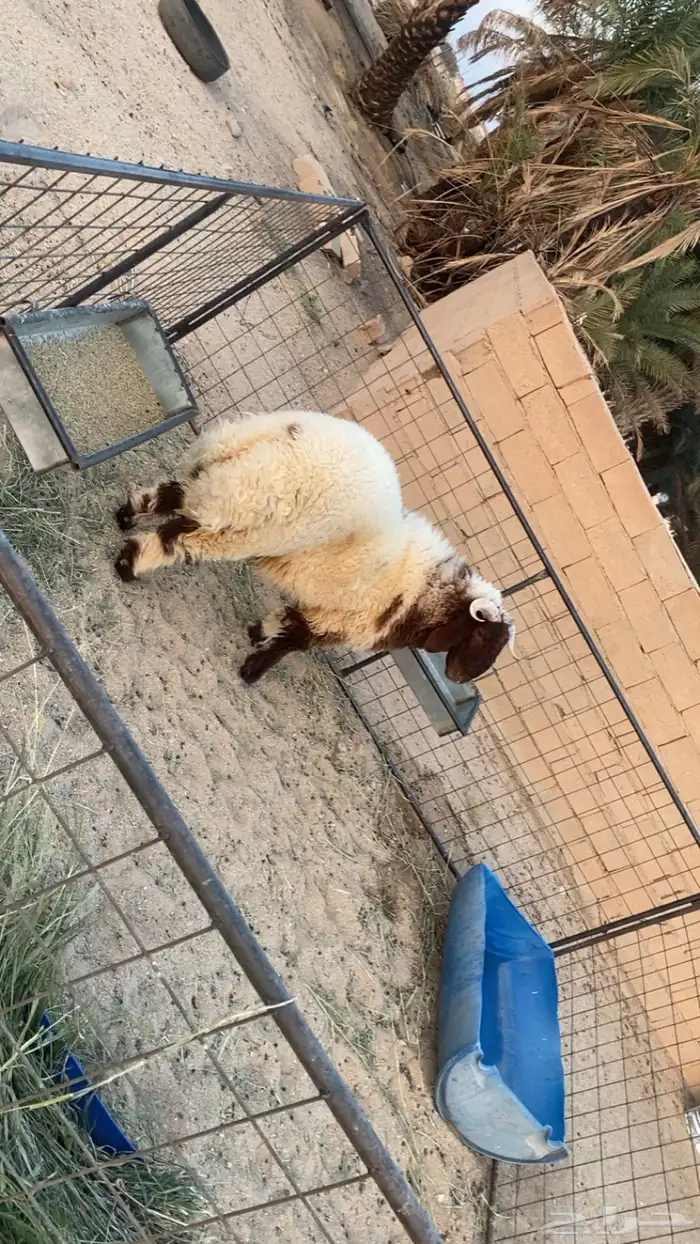 للبيع خروف نعيمي عمره عشرة شهور 4