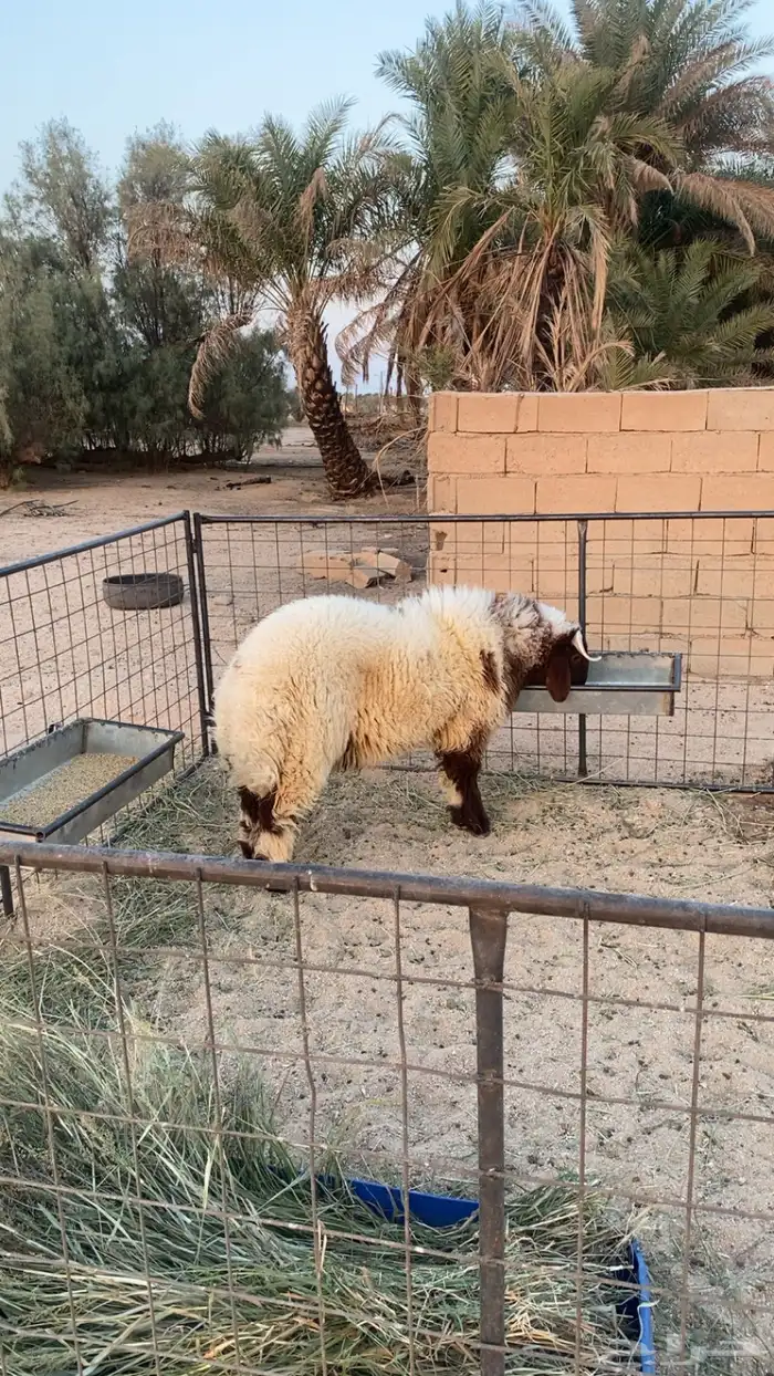 للبيع خروف نعيمي عمره عشرة شهور 3