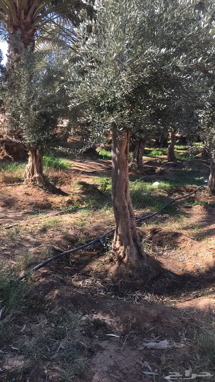 اشجار زيتون شجر زيتون معمر 15