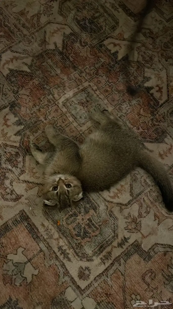 قط سكوتش فولد 2