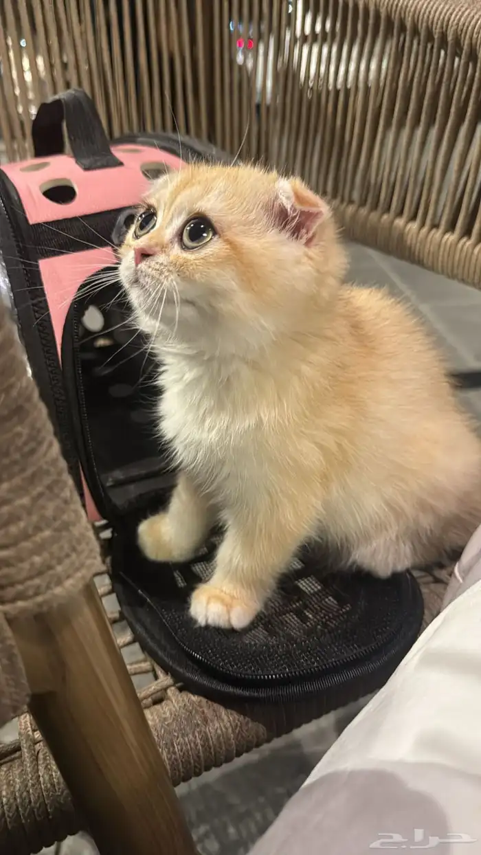 قطوه سكوتش فولد 0