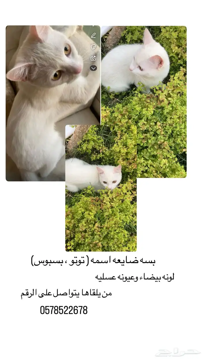 قطط مفقوده 0