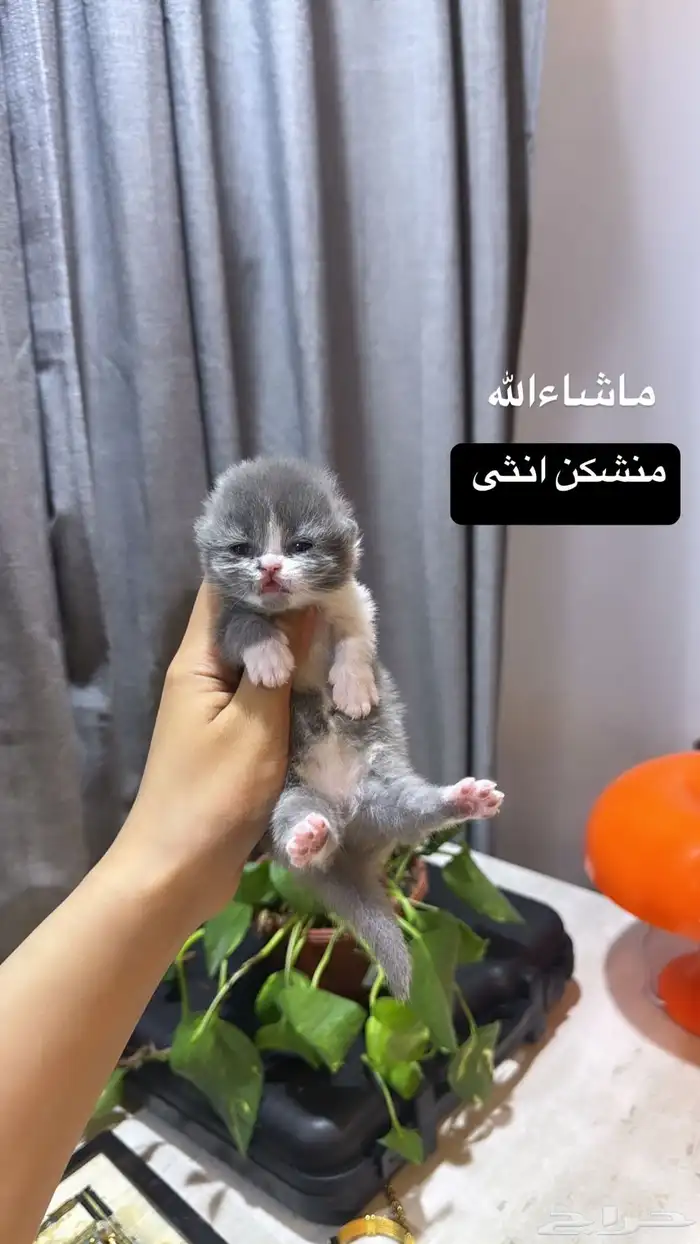 قطه منشكن 0