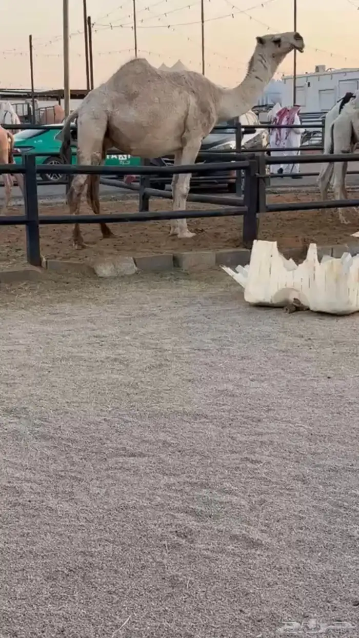 لقحه شقحاء كفو متلي 0