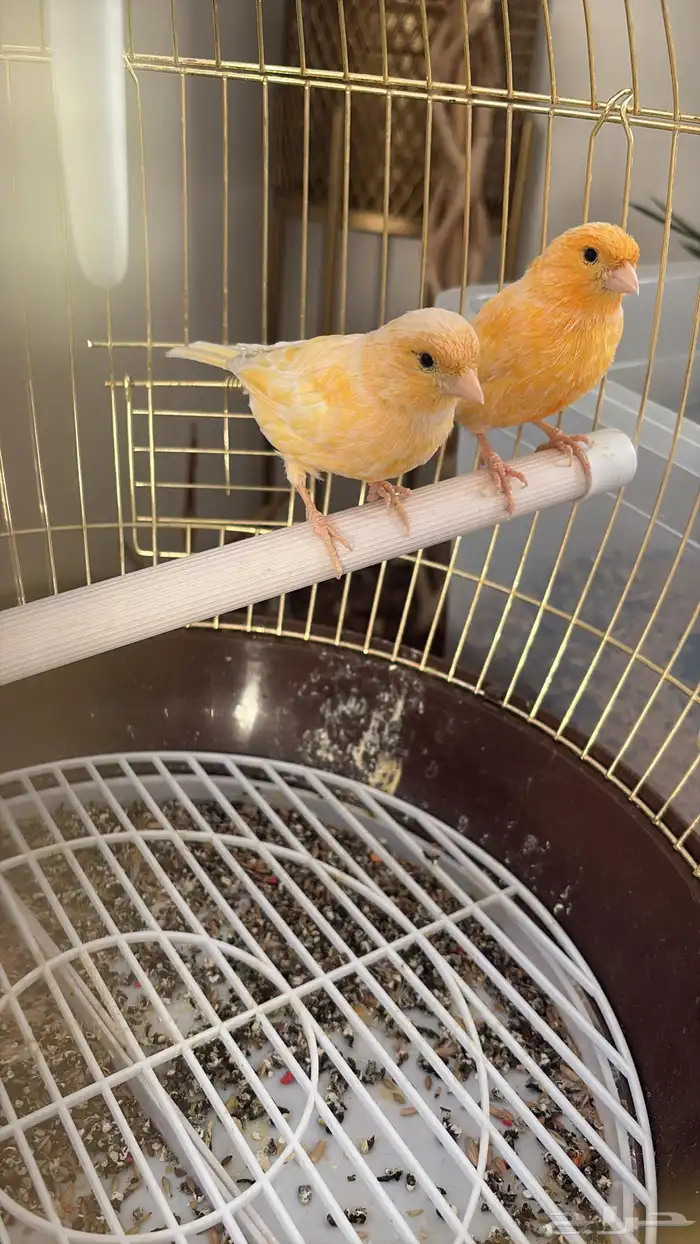 جوزين كناري 4