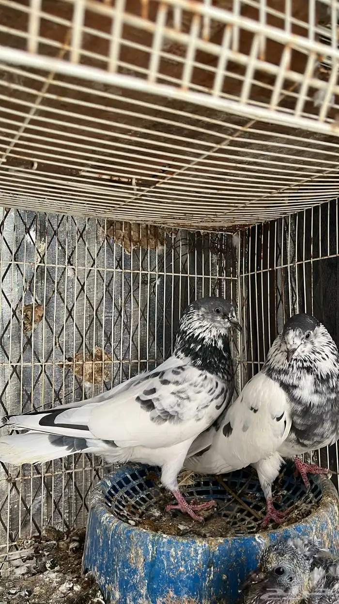 حمام باكستاني 1