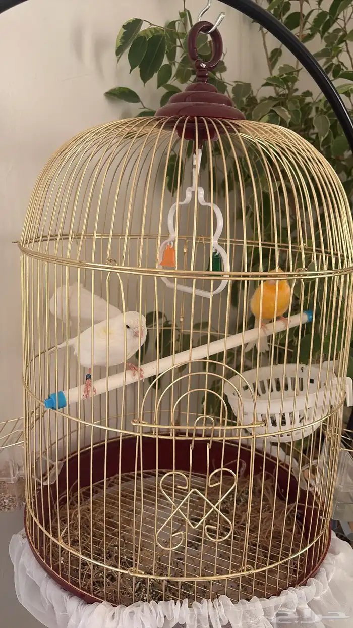 جوزين كناري 2