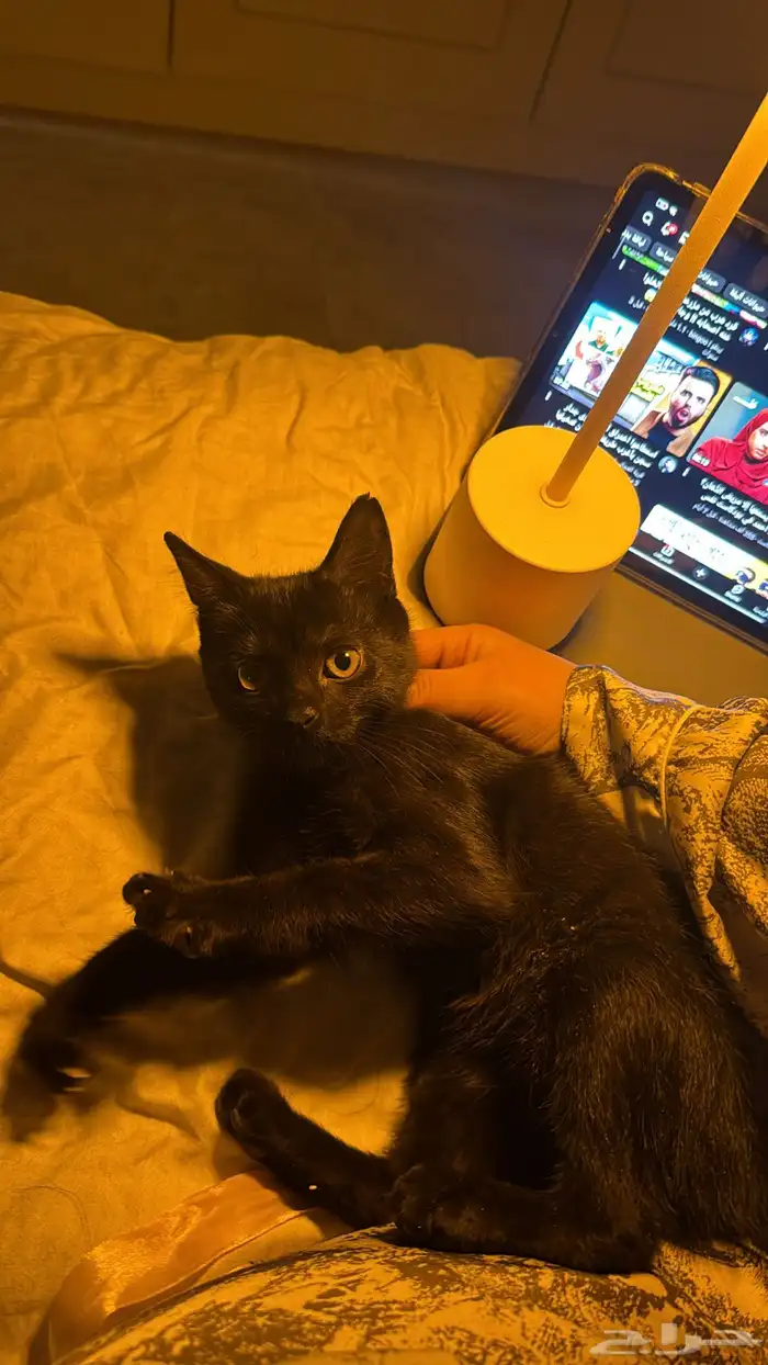 للتبني قطه حنونه جدا سكوتش ستريت 2