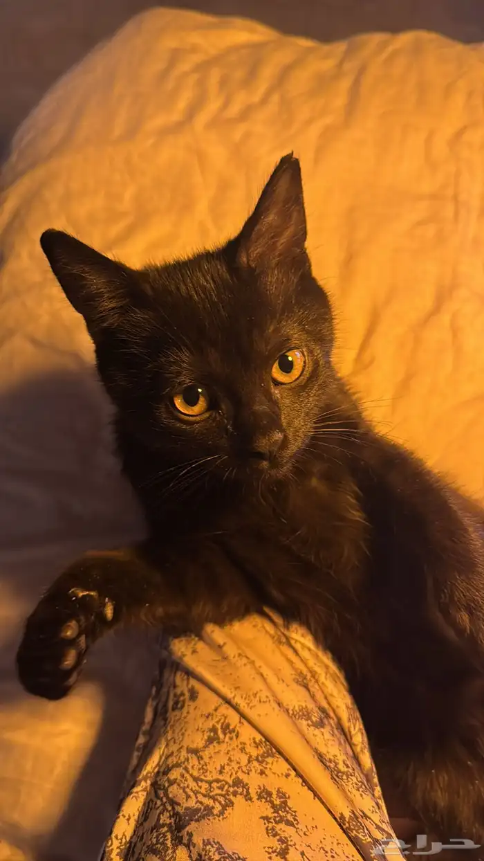 للتبني قطه حنونه جدا سكوتش ستريت 0