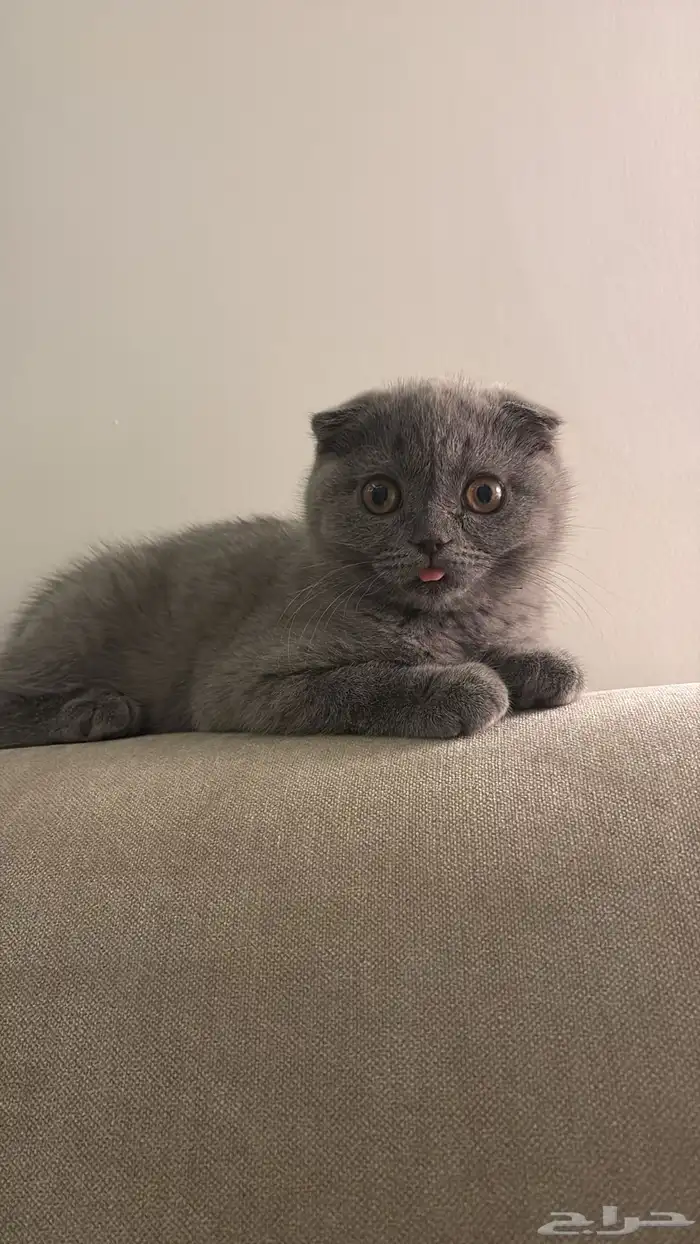 قطه 4 اشهر سكوتش فولد 500 2