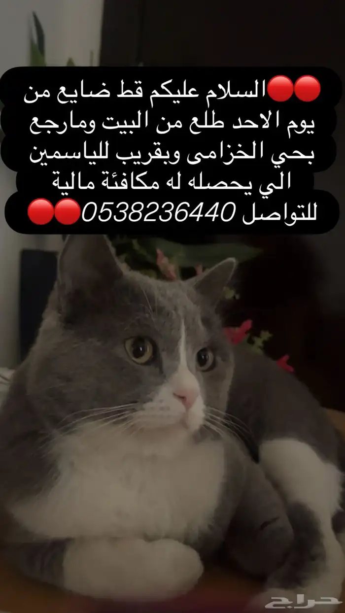 قط مفقود بحائل حي الخزامى قريب للياسمين 0