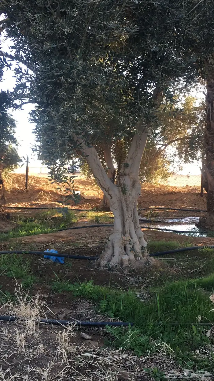 اشجار زيتون شجر زيتون معمر 20