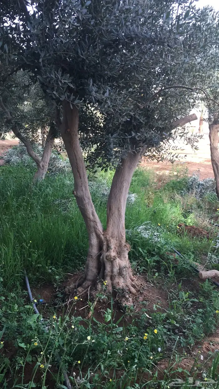 اشجار زيتون شجر زيتون معمر 8
