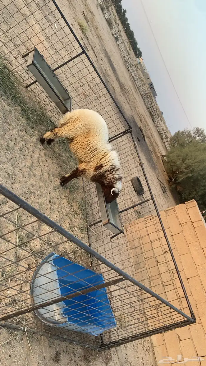 للبيع خروف نعيمي عمره عشرة شهور 0