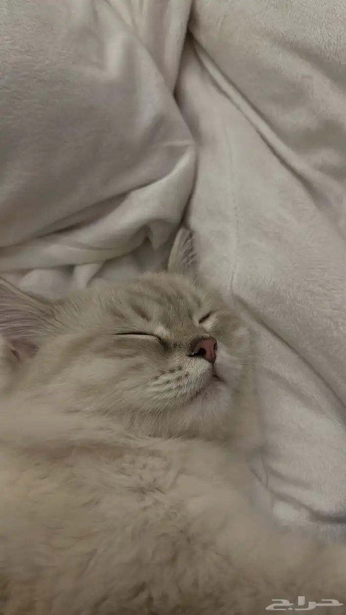 قط برازيلي للبيع سبب البيع السفر السعر قابل للتفاوض 1