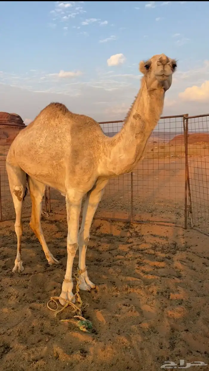 بكره للبيع 0