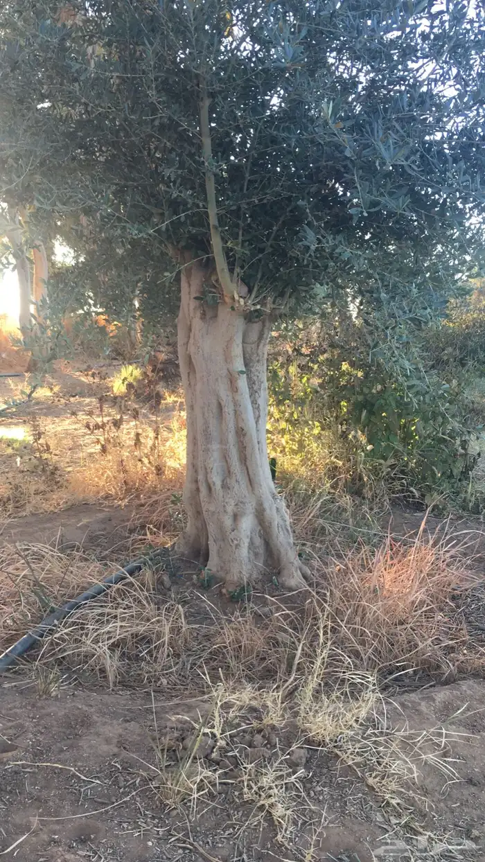 اشجار زيتون شجر زيتون معمر 21