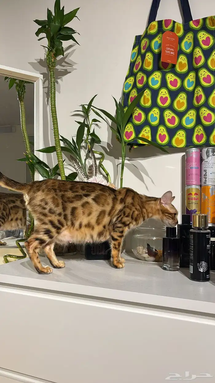 قطه بنغالي 0