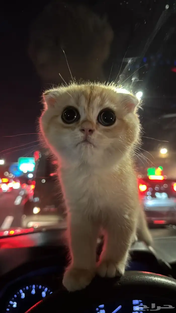 قطوه سكوتش فولد 1