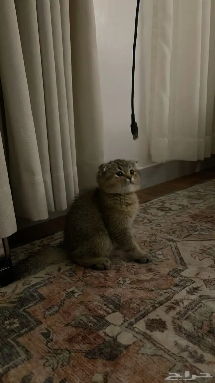 قط سكوتش فولد 1