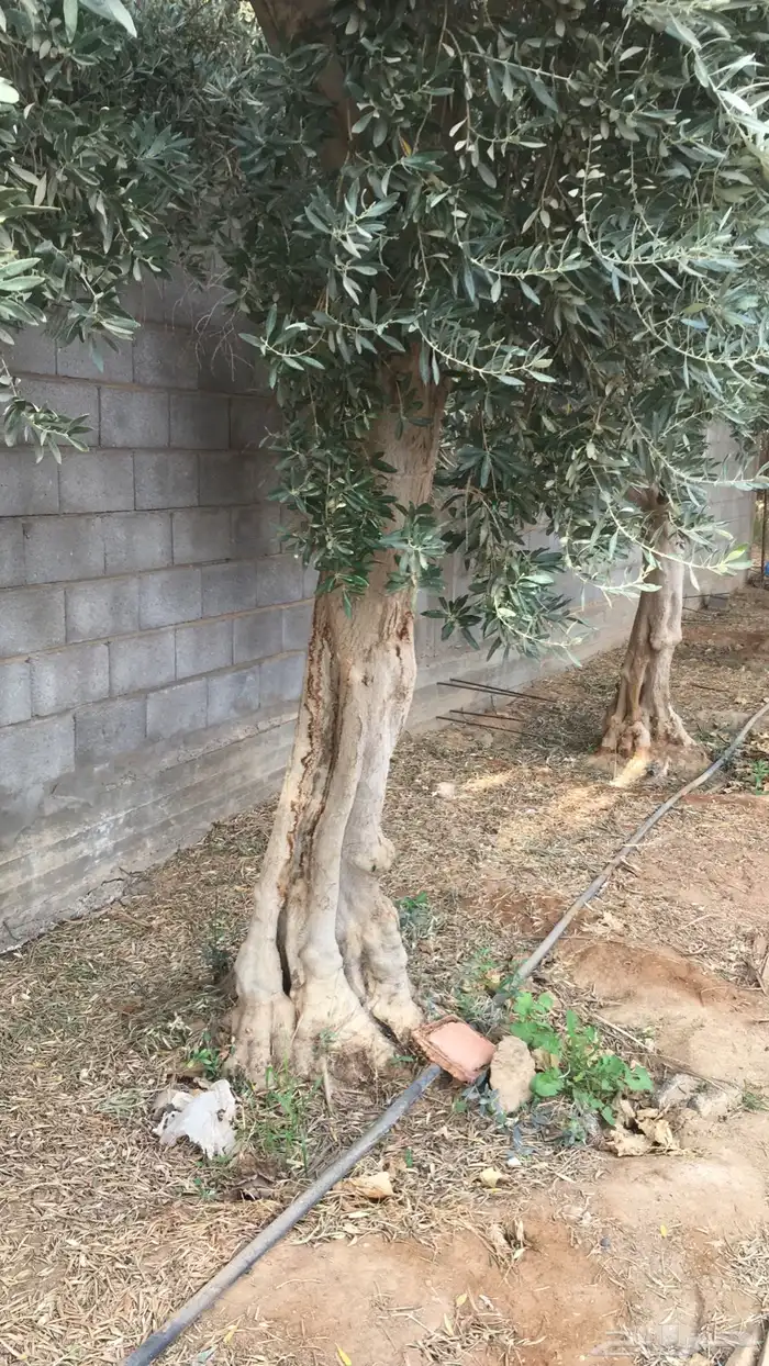 اشجار زيتون شجر زيتون معمر 12