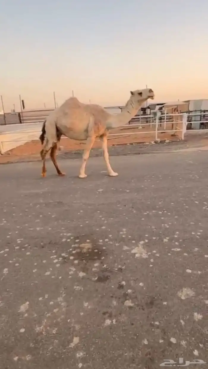 لقحه شقحاء كفو متلي 1