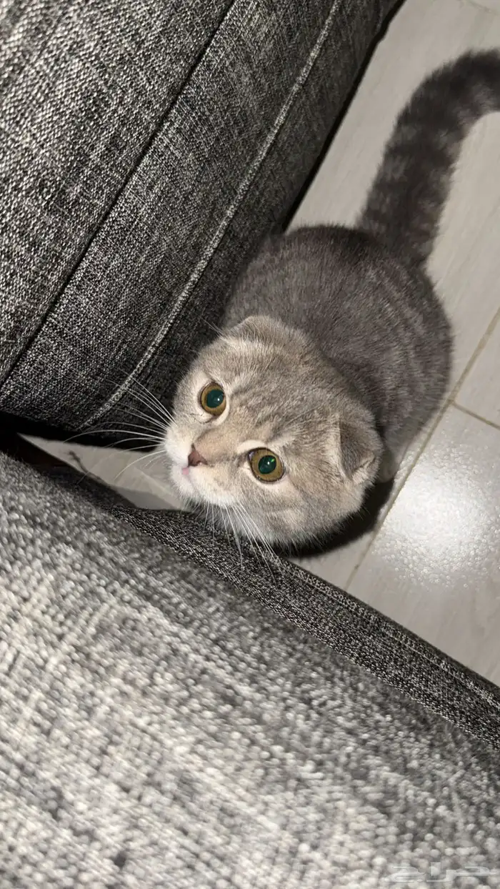 قطه سكوتش غير مطعمه العمر3 شهور 0