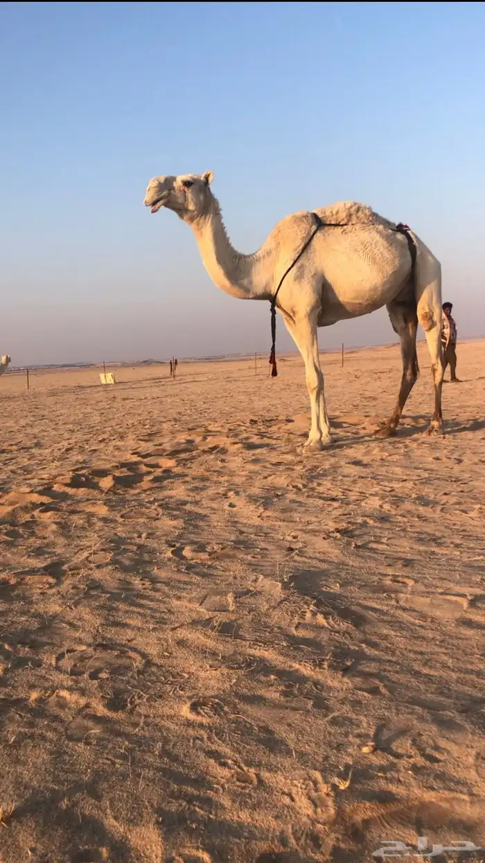 ضروبه عشرا 0