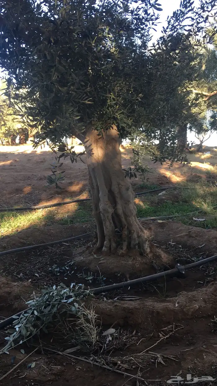 اشجار زيتون شجر زيتون معمر 19