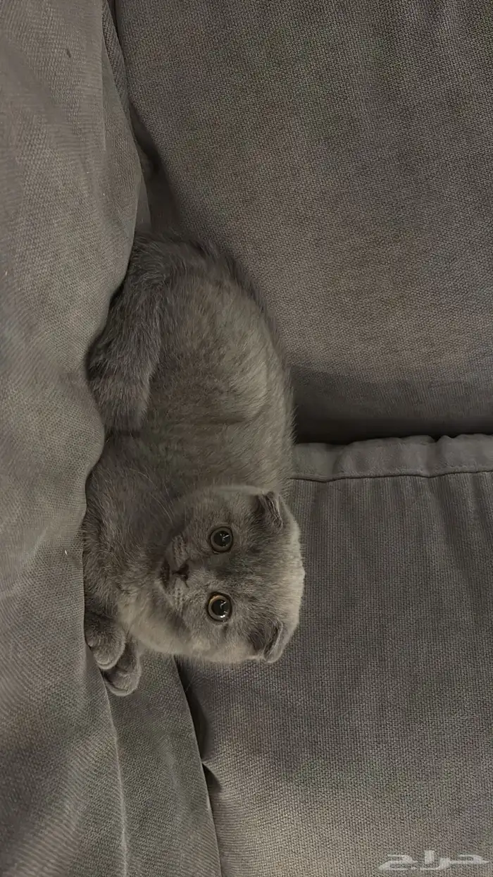 قطه 4 اشهر سكوتش فولد 500 1